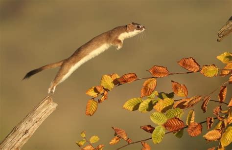 How to tell the difference between a weasel and a stoat - Wildlife Artist Robert E Fuller