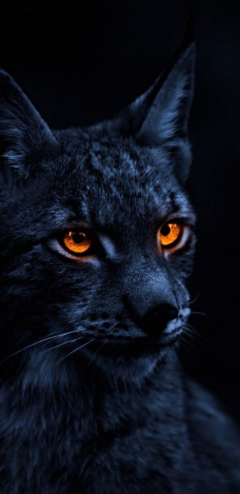 1440x2960 Yellow eye cat, lynx wallpaper | Jaguar animal, Cats, Cat background