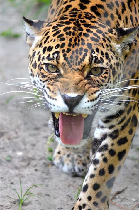 Snarling Jaguar Photograph by Richard Bryce and Family - Fine Art America