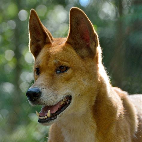 Dingo Facts - Wisdom Panel™ Dog Breeds