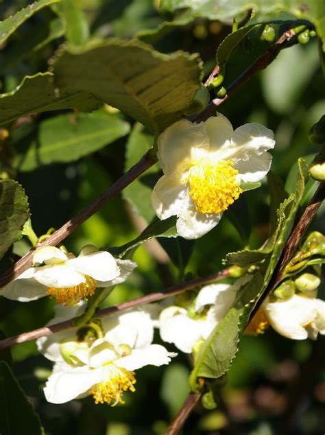 Camellia sinensis - Trees and Shrubs Online