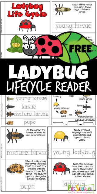 Ladybird Beetle Life Cycle