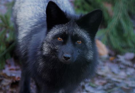 Silver Fox Mika - TIERART Wild Animal Sanctuary - a FOUR PAWS project