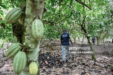 555 Cocoa Plantation West Africa Stock Photos, High-Res Pictures, and ...