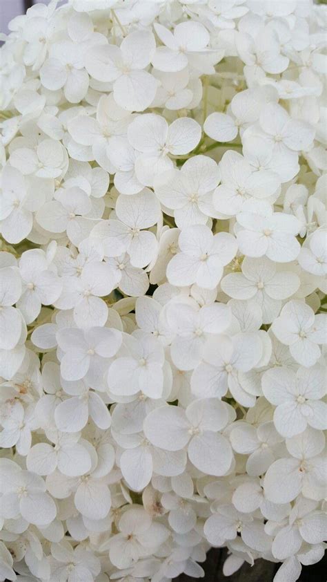 White Hydrangea Wallpapers - Top Free White Hydrangea Backgrounds ...