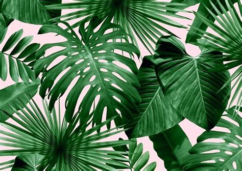 Leaves Wallpaper Hd Palm Leaf Wallpaper Beautiful A - Palm Tree Wallpaper Pink - 1024x728 ...