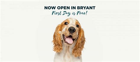 The Best Doggie Daycare in Bryant | Hounds Lounge