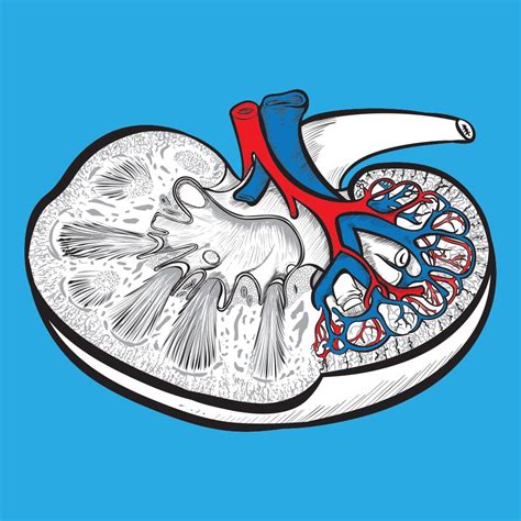 Mammalian Kidney Dissection | Carolina Biological Supply