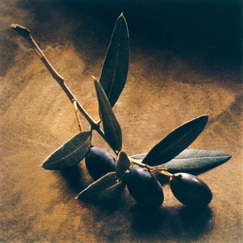 The symbolism of the olive tree in Christianity – Gold Grelia