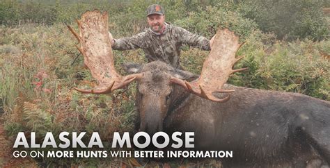 Alaska Moose Hunting 2023 - 2024 | Draw Odds, Tags, Season Info, Deadlines, and Results