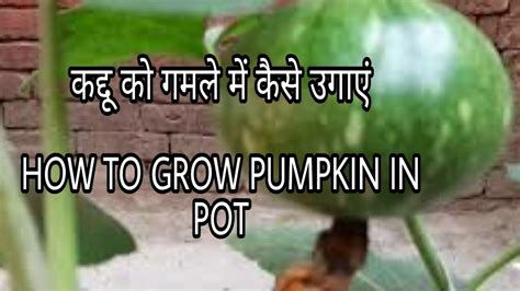 कद्दू को गमले में कैसे उगाएं | Full Pumpkin Growth Time-Lapse | Summer ...