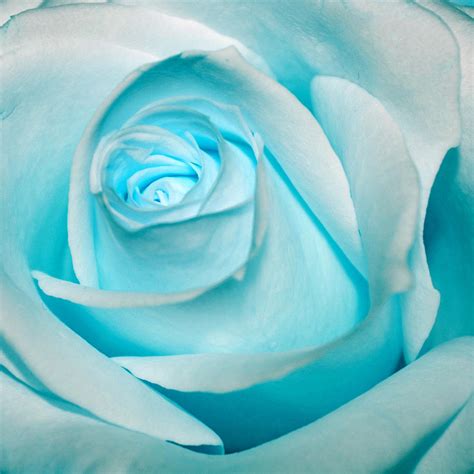 Ice Blue Rose Photograph by Pixie Copley