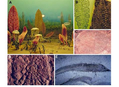 12. Ediacaran fauna. (A) reconstruction of the Ediacaran environment;...