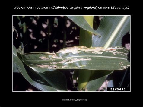 Western and Northern Corn Rootworm | NC State Extension