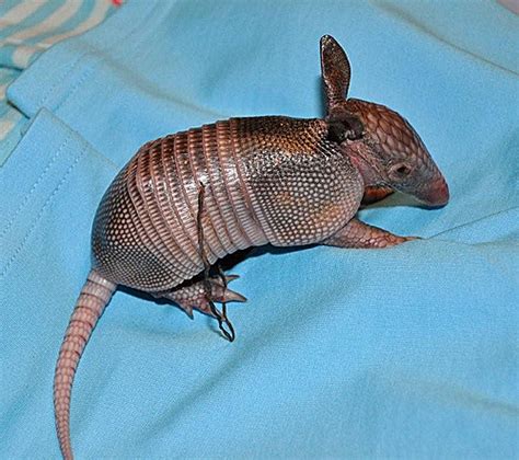 Spotlight on: Baby Armadillos! | Baby Animal Zoo