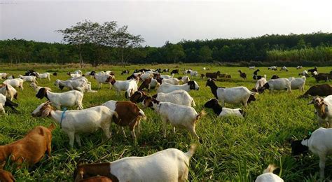 Kambing Boerka, silangan baru kambing kacang