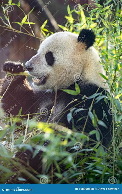 Panda in Copenhagen Zoo stock photo. Image of denmark - 168390558