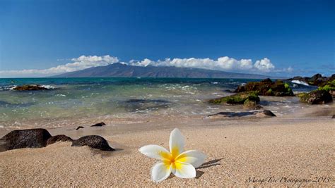 Hau’oli Makahiki Hou! - Hawaii Pictures