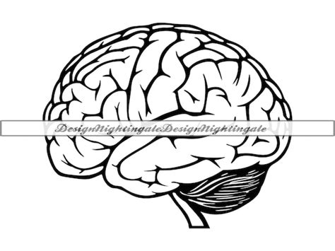 Human Brain Clipart Png