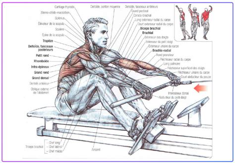 What muscles does fencing work - curewa