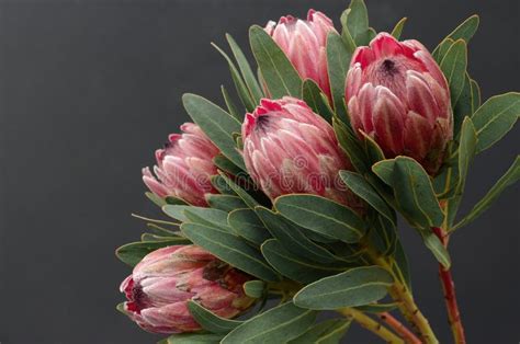 Pink Protea - hilltopstory