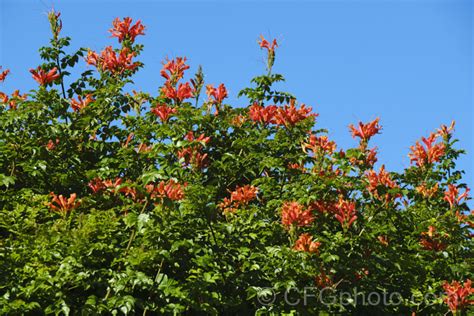 Tecoma capensis photo at Pictures of Plants stock image library