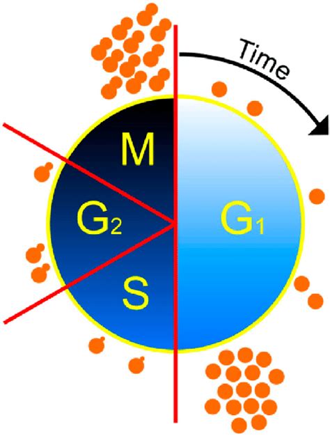 A schematic snapshot of cells in the budding yeast cell cycle with most ...