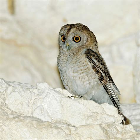 Desert Tawny Owl | Faynan Heritage