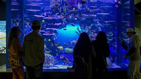 Tennessee Aquarium rolls out three new webcams featuring jellyfish, lemurs and reef fish ...