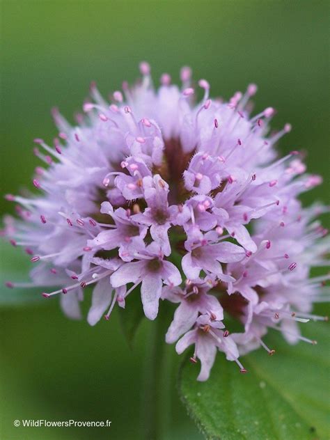 Mentha aquatica - wild in Provence