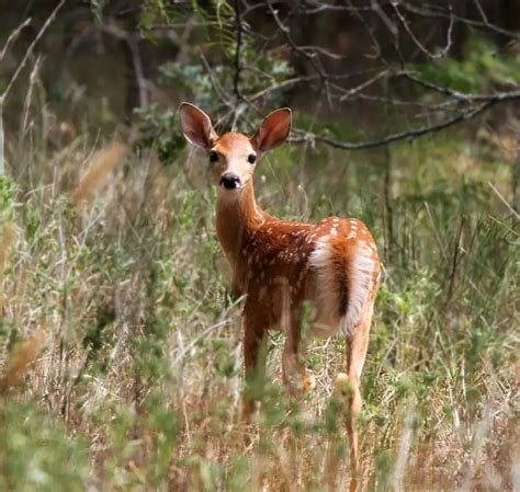 Wisconsin State Wildlife Animal | White-Tailed Deer