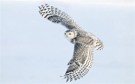 🔥 Download The Picture Of A Flying White Owl HD Owls Wallpaper ...