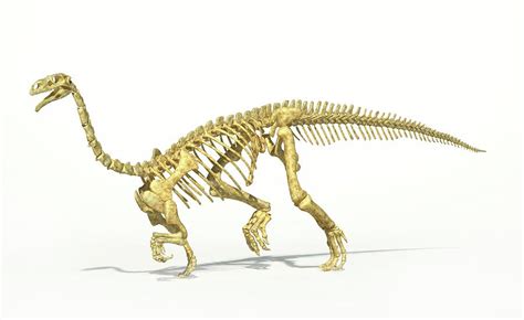 Plateosaurus Dinosaur Skeleton Photograph by Leonello Calvetti/science Photo Library