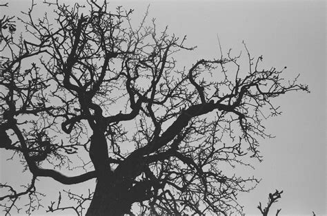 Black and White Photo of a Leafless Tree · Free Stock Photo