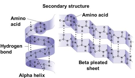 Alpha Helix And Beta Sheet