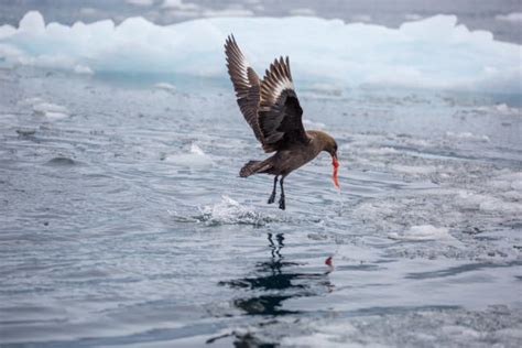 110+ South Polar Skua Photos Stock Photos, Pictures & Royalty-Free ...