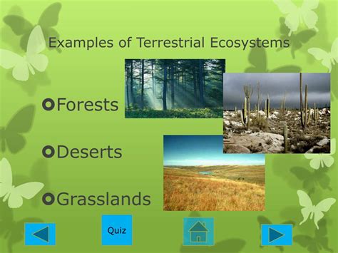 Types Of Terrestrial Ecosystems