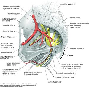 Sacrospinous Ligament - Physiopedia