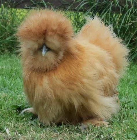 Silkie Chicken Breed - Guide to Eggs, Colours & Buying