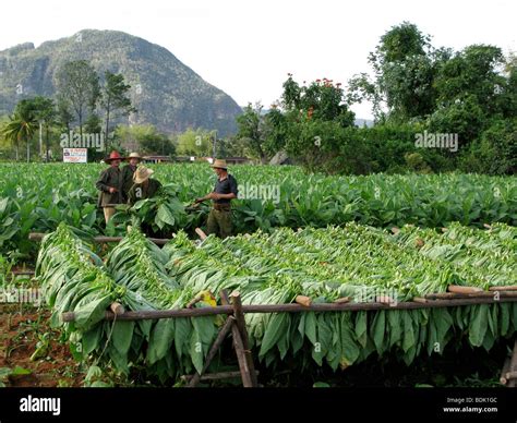 Harvesting tobacco leaves hi-res stock photography and images - Alamy