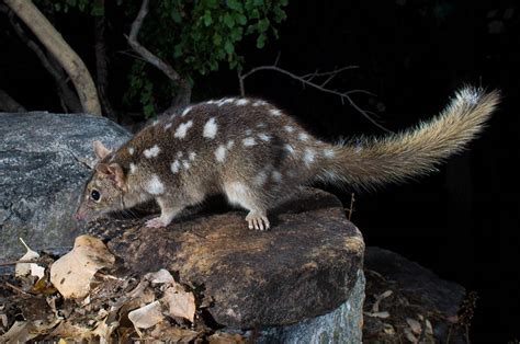 Unique animals of northern Australia