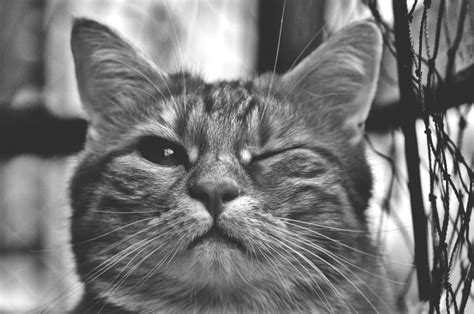 grayscale photography of cat free image | Peakpx