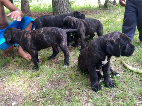 Adorable Black Cane Corso Puppies