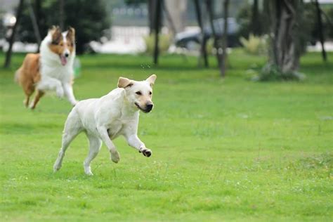 12 Important Rules of Dog Park Etiquette