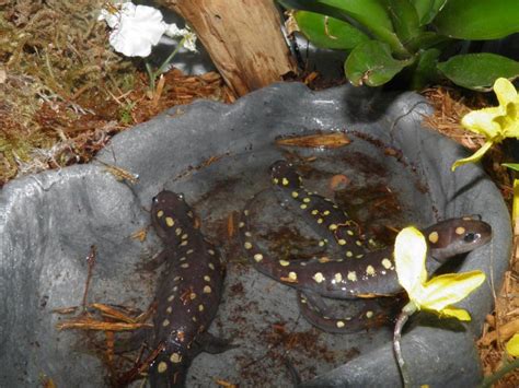 Yellow Spotted Salamander Facts, Habitat, Diet, Life Cycle, Baby, Pictures