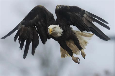 Back to the wild: Bald eagle released in Yorktown after rehabilitation