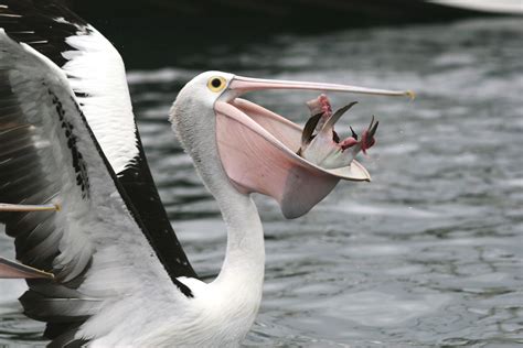 Birds Of The World: May 2012