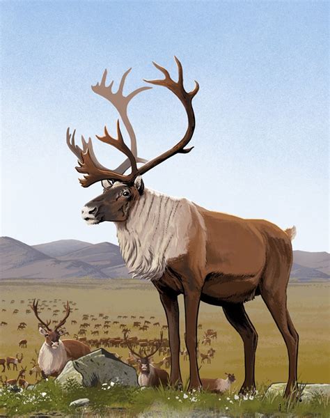 What's the Difference: Reindeer vs. Caribou (U.S. National Park Service)