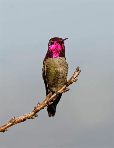 The Wayward Hawaiian: The Allen's Hummingbirds are Back