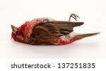 Dead Bird Free Stock Photo - Public Domain Pictures